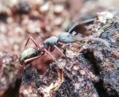 Image of Camponotus chalceus Crawley 1915