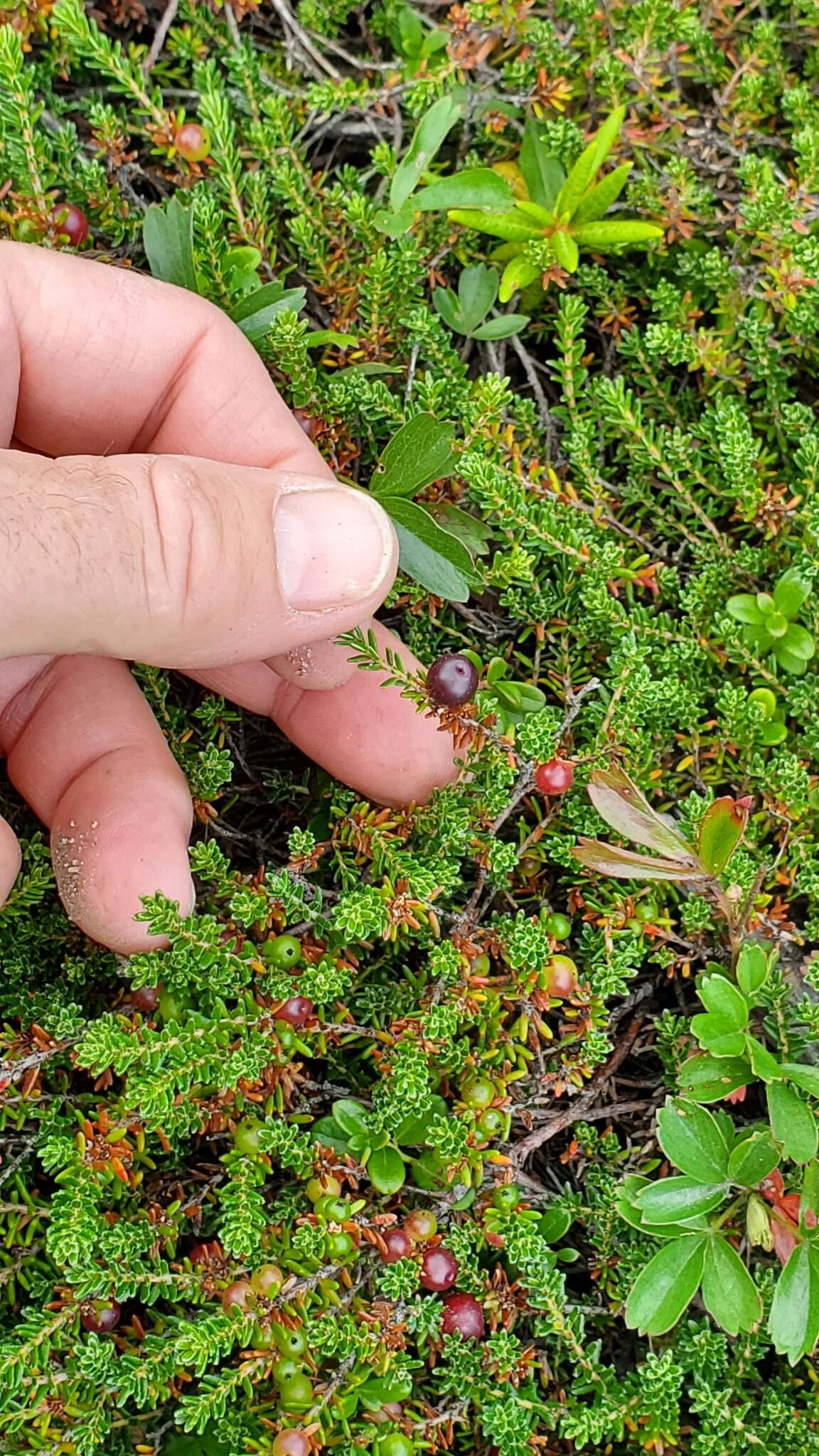 Image of purple crowberry