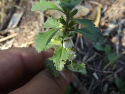 Image of Capraria frutescens (Mill.) Britton