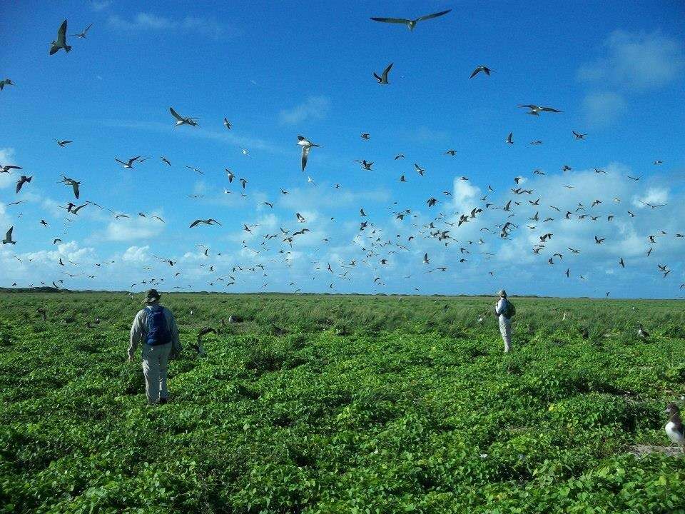 Image of Brown-backed terns