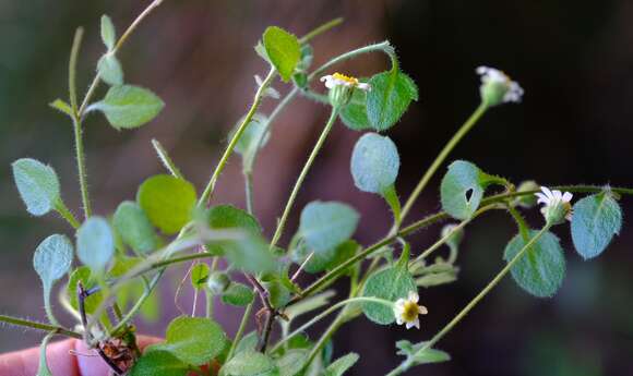 Image of Felicia cymbalariae (Ait.) H. Bol. & Wolley-Dod ex Adamson & Salter