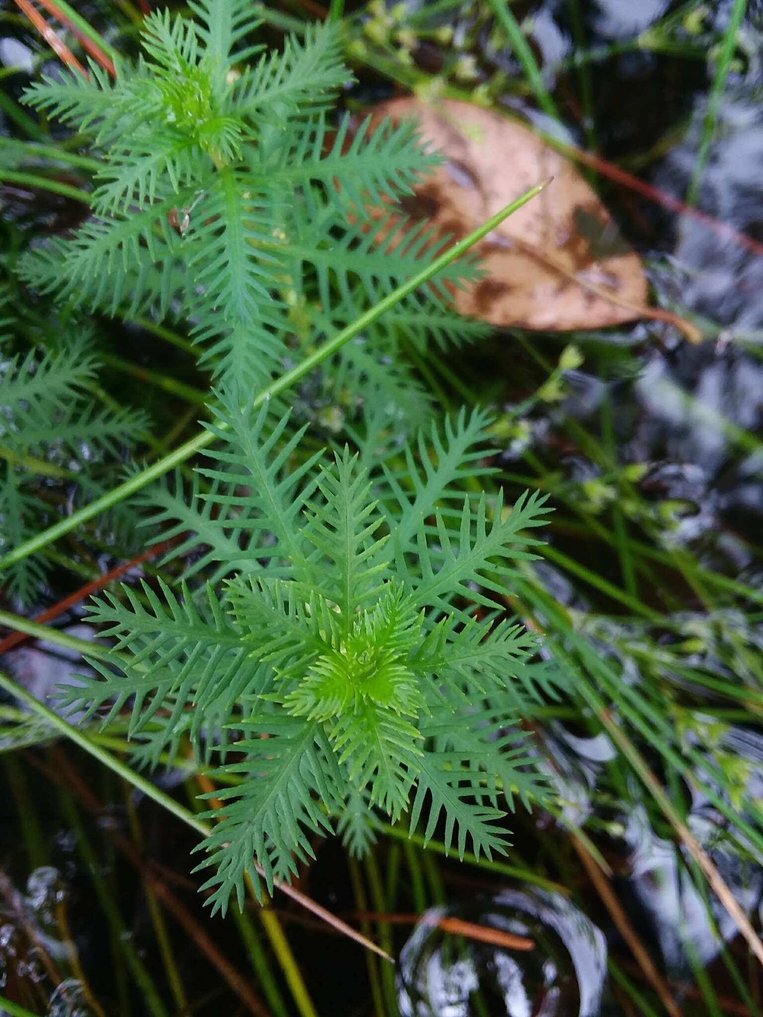 Image of Intermediate Mermaidweed