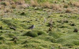 Image of Paramo Ground Tyrant