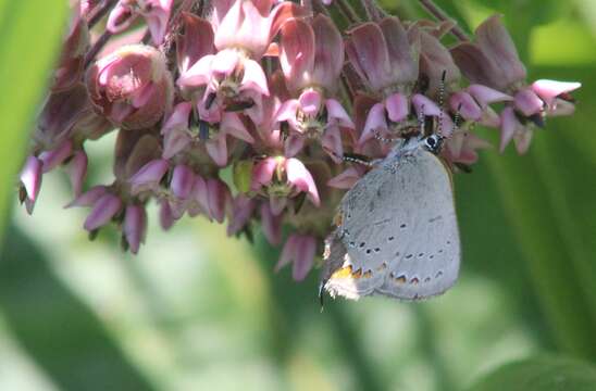 Image of Acadian Hairstreak