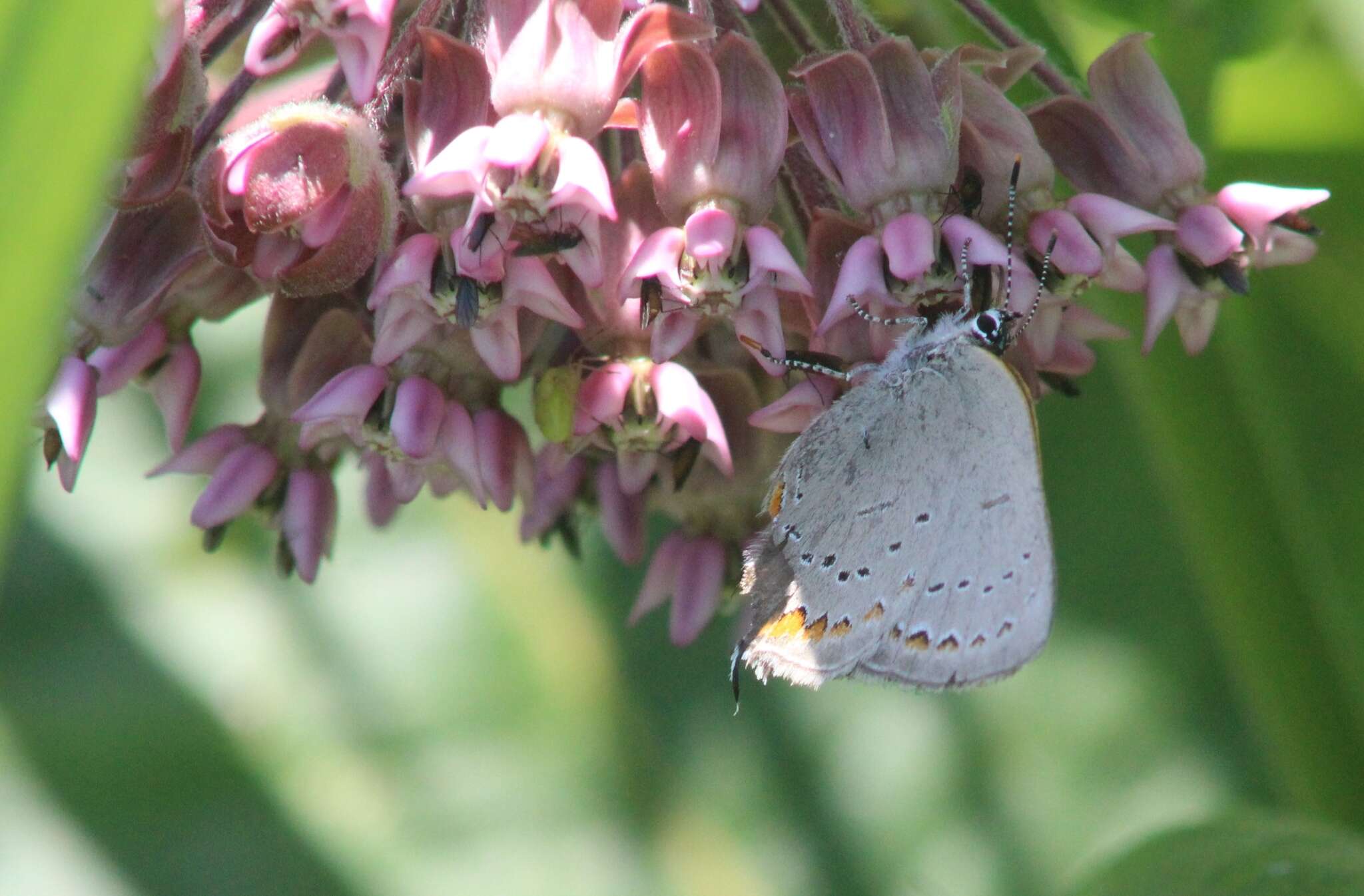 صورة Satyrium acadica (Edwards 1862)