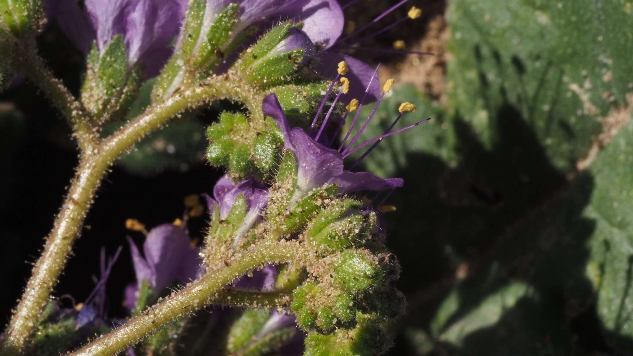 Phacelia crenulata var. ambigua (M. E. Jones) J. F. Macbr.的圖片