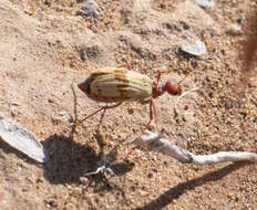 Image of Pleuropasta mirabilis (Horn 1870)