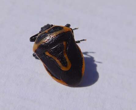 Image of Two-spotted Stink Bug