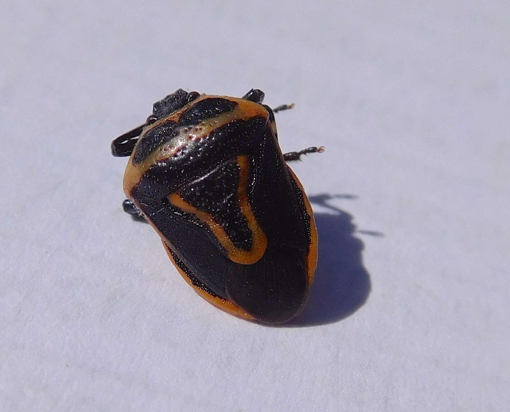 Image of Two-spotted Stink Bug