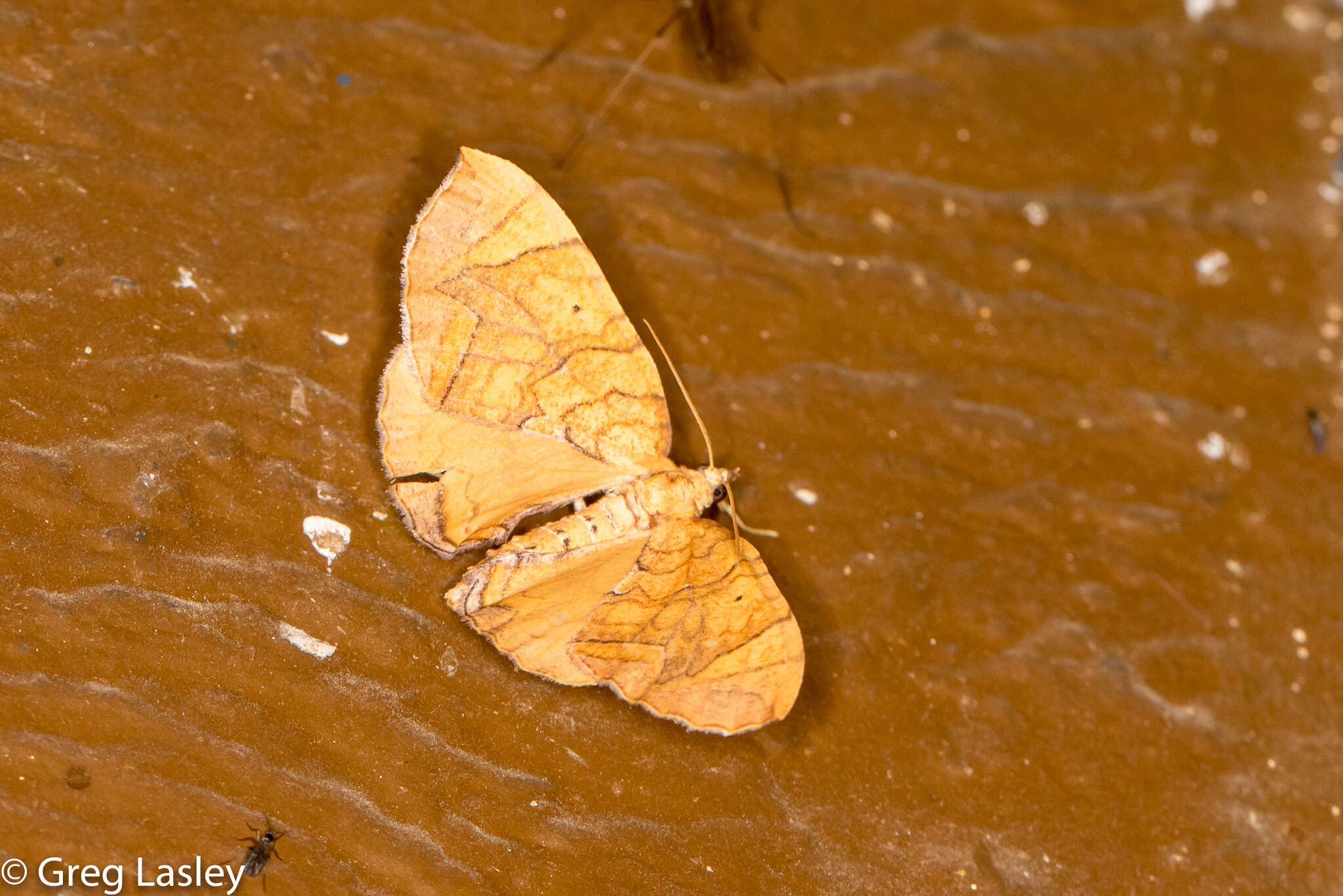 Image of Greater Grapevine Looper