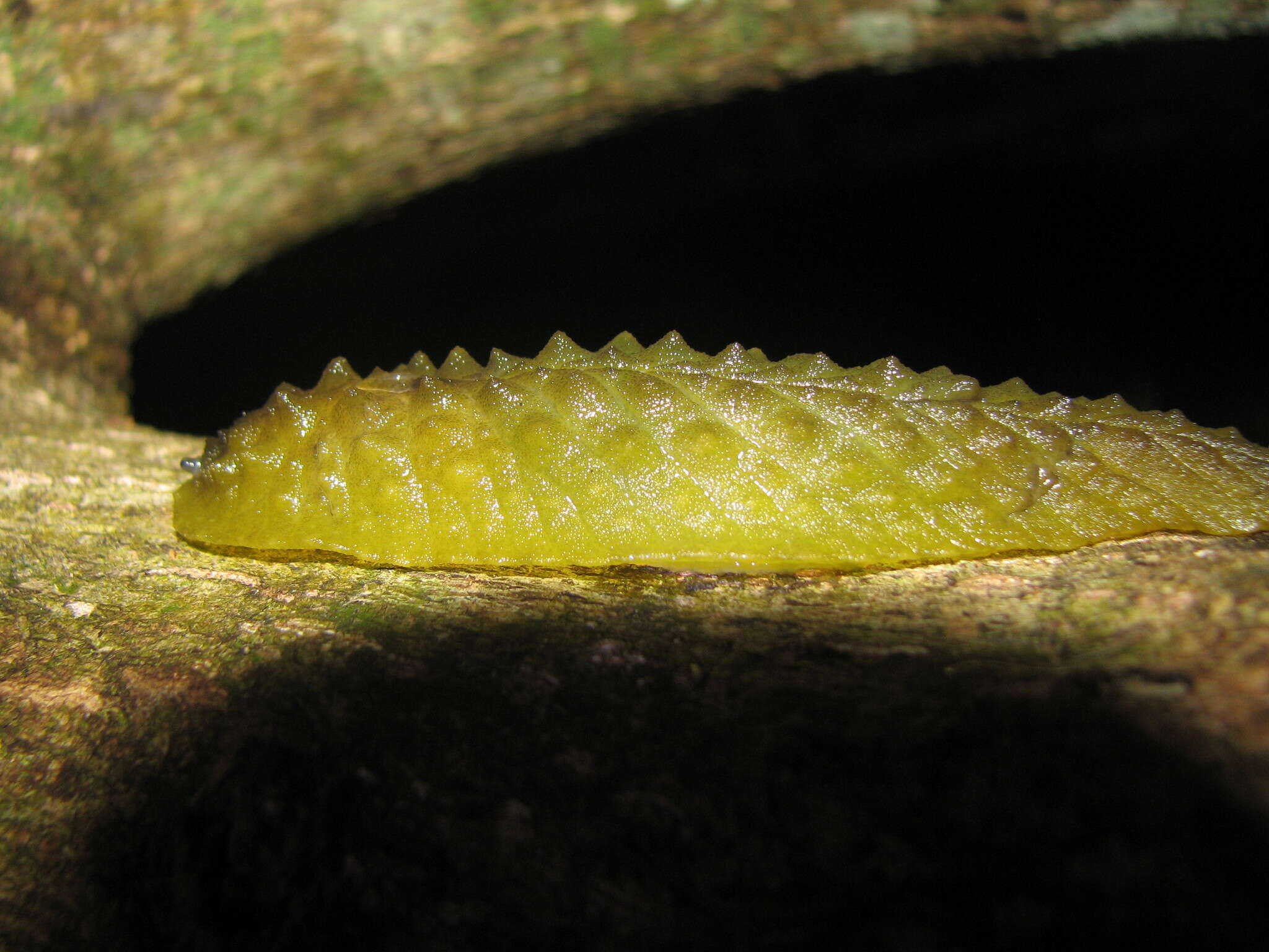 Imagem de Athoracophorus papillatus (F. W. Hutton 1879)