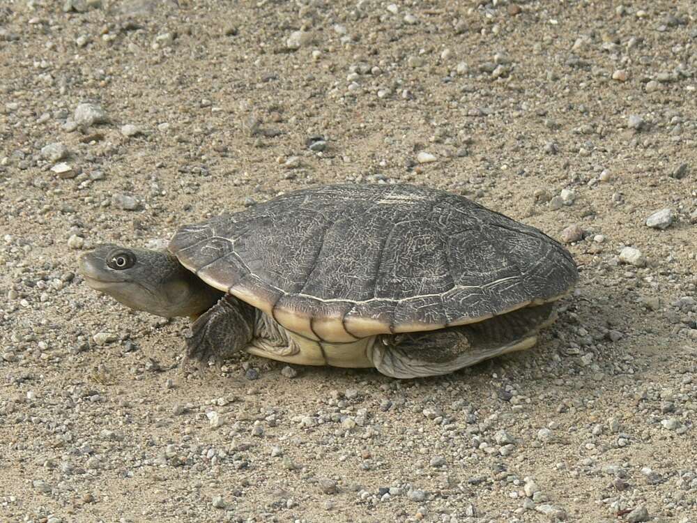 Image of Cann's Snake-necked Turtle