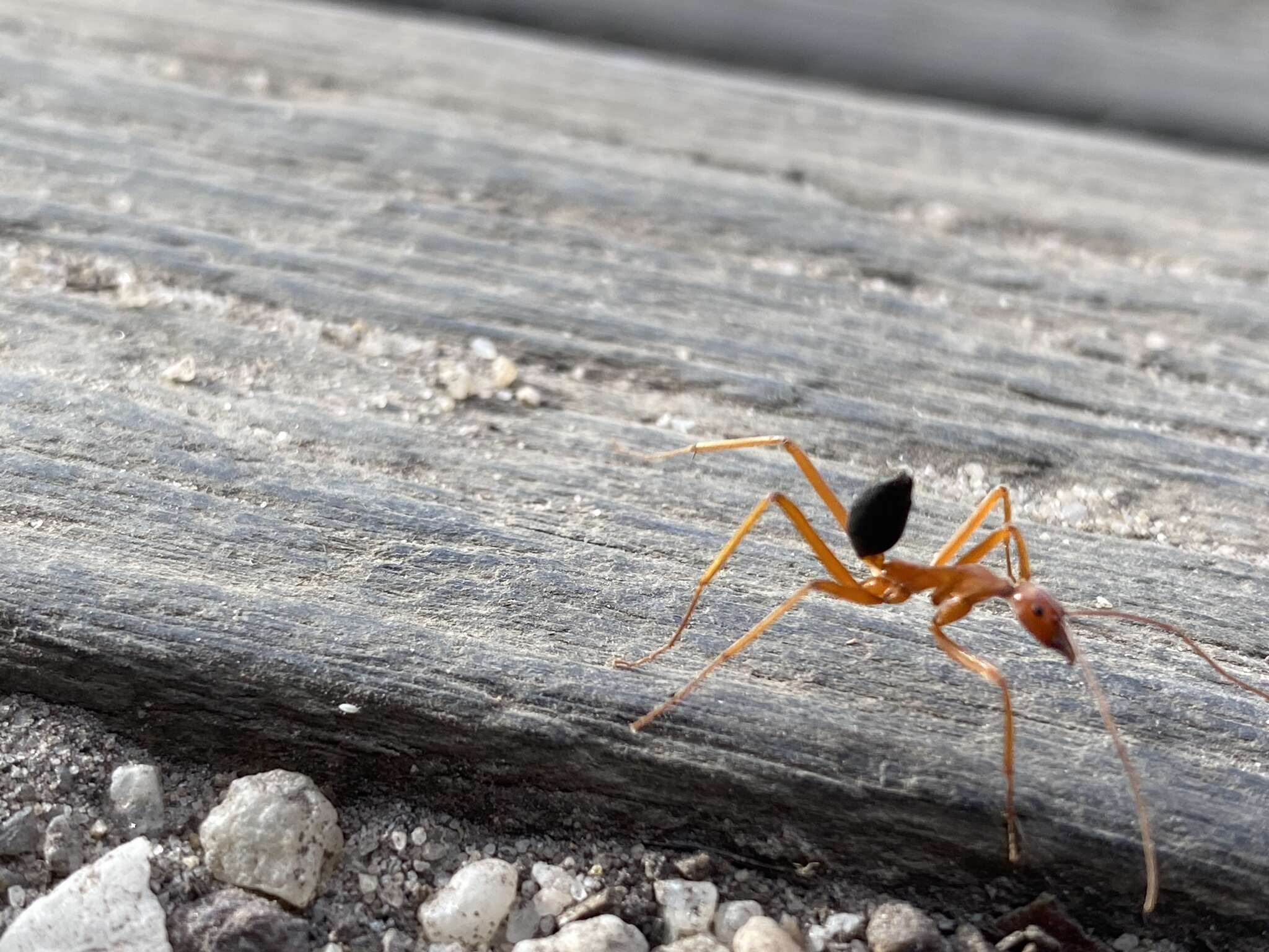 Imagem de Leptomyrmex nigriventris (Guerin-Meneville 1831)