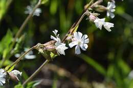 Imagem de Silene latifolia Poir.