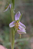 Image of Ophrys apifera var. trollii (Hegetschw.) Rchb. fil.