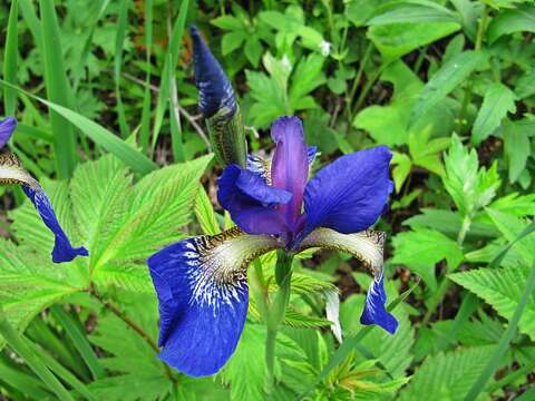 Image de Iris sanguinea Donn ex Hornem.