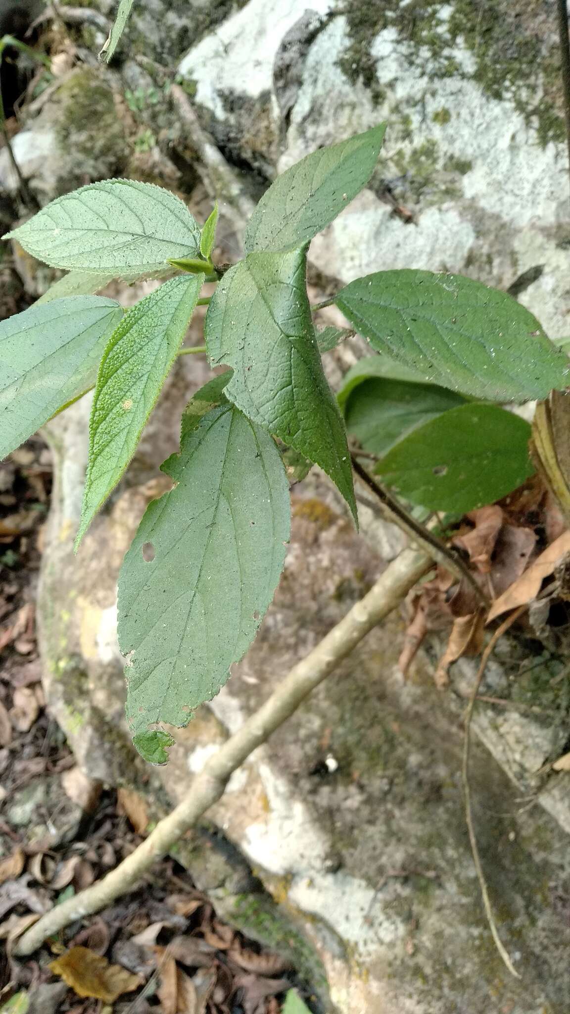 Image of Villasenoria orcuttii (Greenm.) B. L. Clark