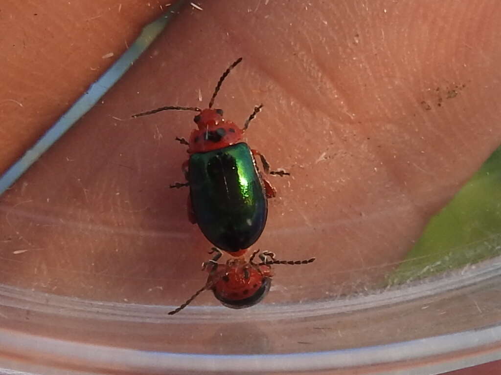 Image of flea beetle