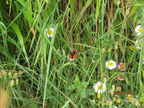 Lycaena phlaeas phlaeoides (Staudinger 1901) resmi