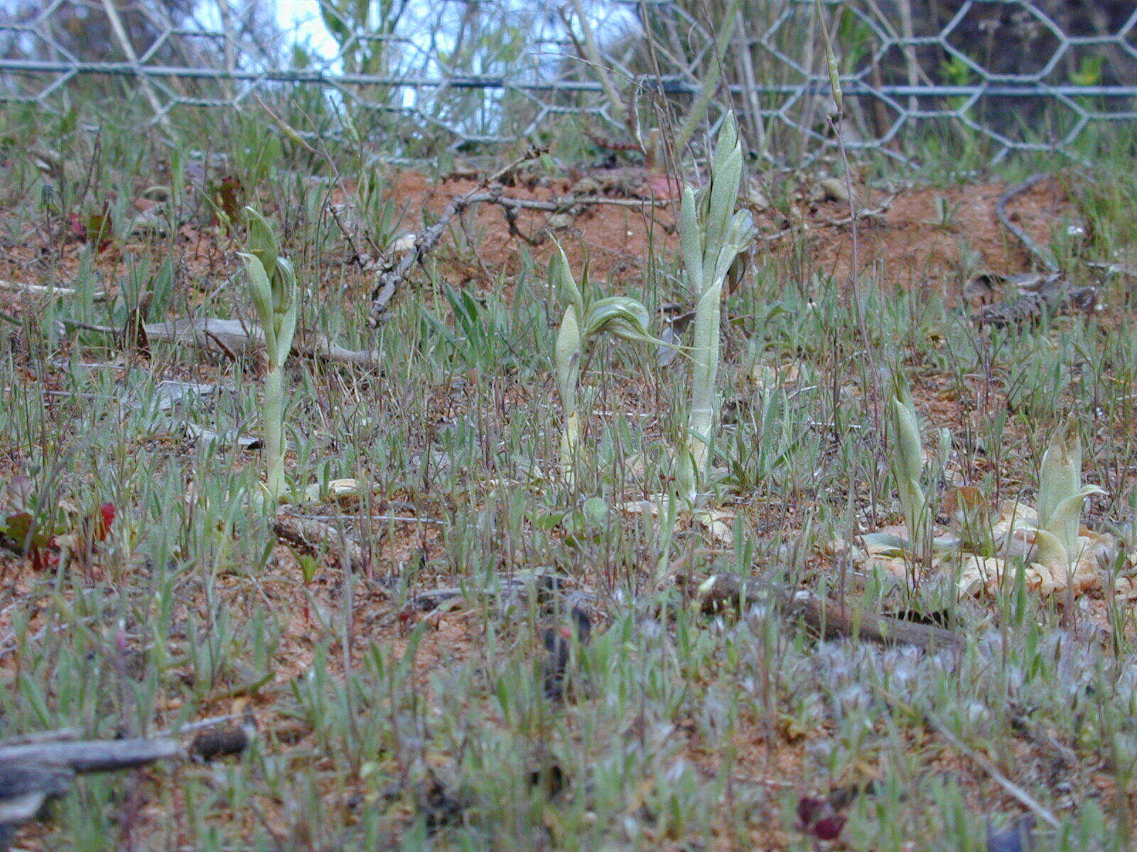 Image of Pterostylis arenicola M. A. Clem. & J. Stewart