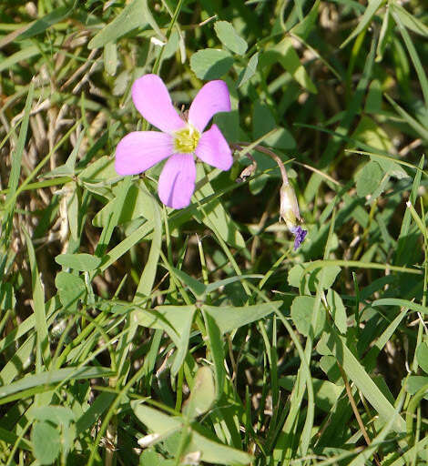 Sivun Oxalis drummondii A. Gray kuva