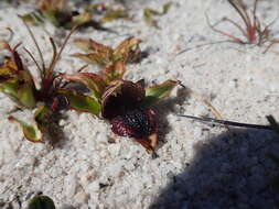 Image of Satyrium pumilum Thunb.