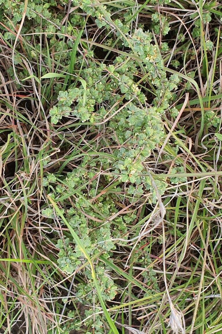 Image of Pimelea spinescens subsp. spinescens