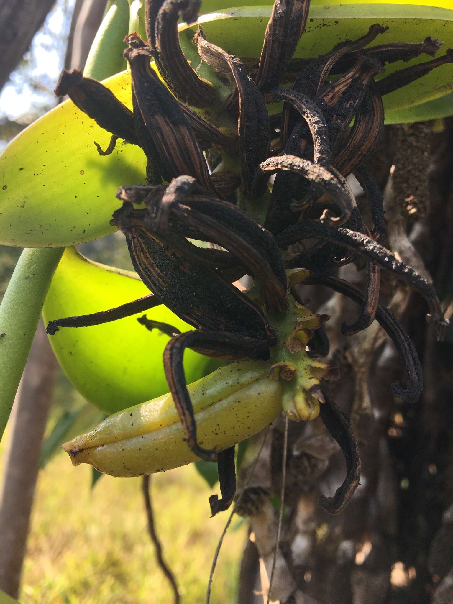 Image of Vanilla palmarum (Salzm. ex Lindl.) Lindl.