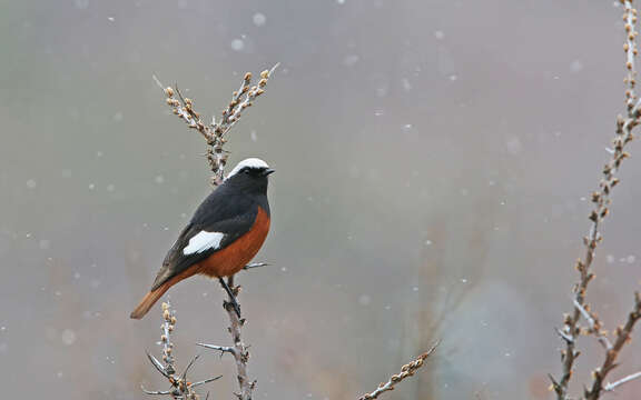 Image of Güldenstädt's Redstart