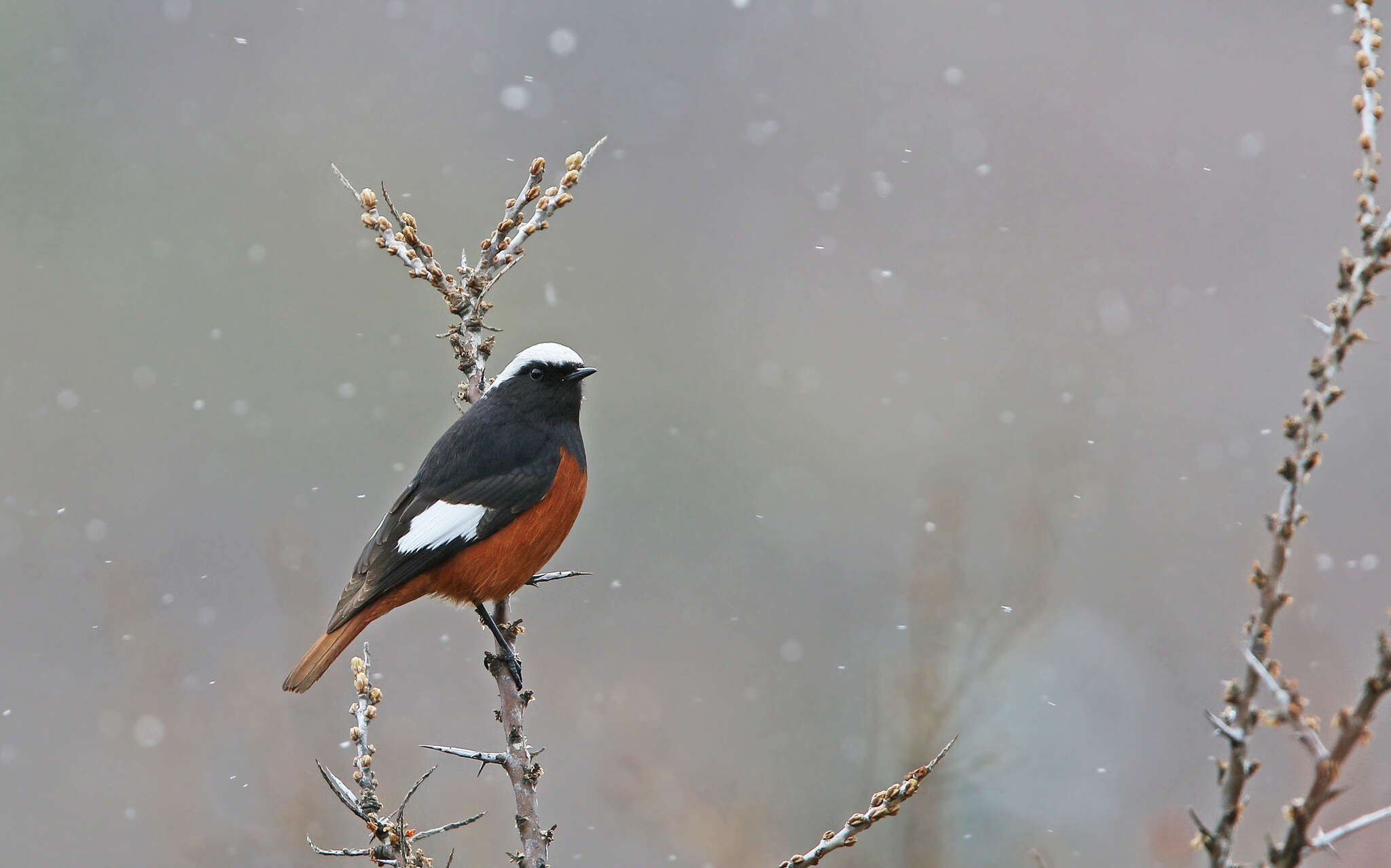 Image of Güldenstädt's Redstart