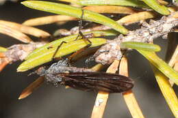 Imagem de Empis borealis Linnaeus 1758