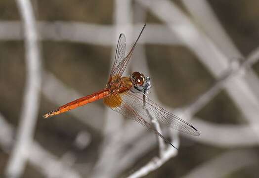 Image of Russet Dropwing