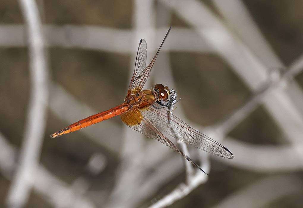 Image of Russet Dropwing