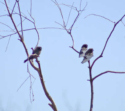 Image of Little Woodswallow