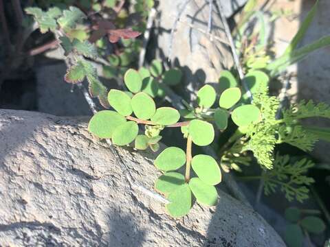 Image of coastal bird's-foot trefoil