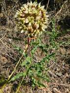 Asclepias crispa Berg.的圖片