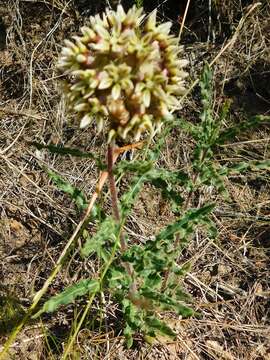 Asclepias crispa Berg.的圖片