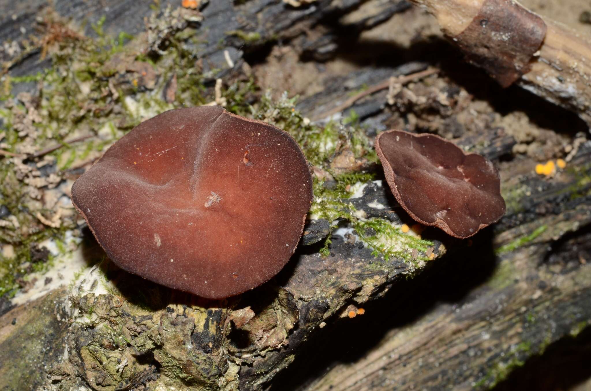 Image of Purpureodiscus subisabellinus (Le Gal) Van Vooren