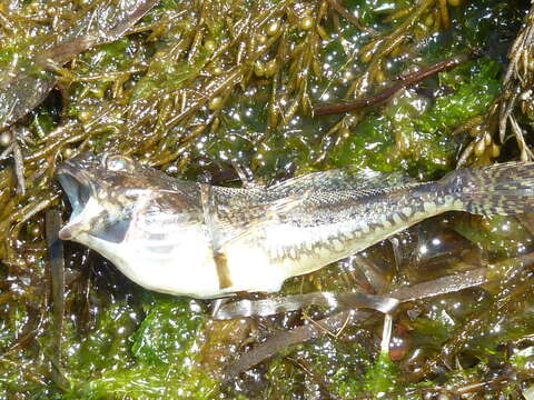 Image of Padded sculpin