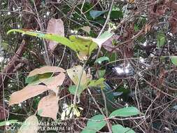 Imagem de Adenia macrophylla var. singaporeana (Wall. ex G. Don) de Wilde