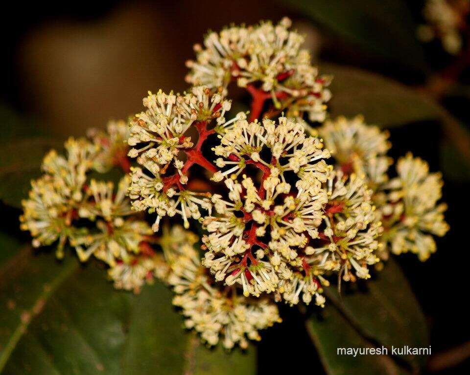 صورة Ixora brachiata Roxb.