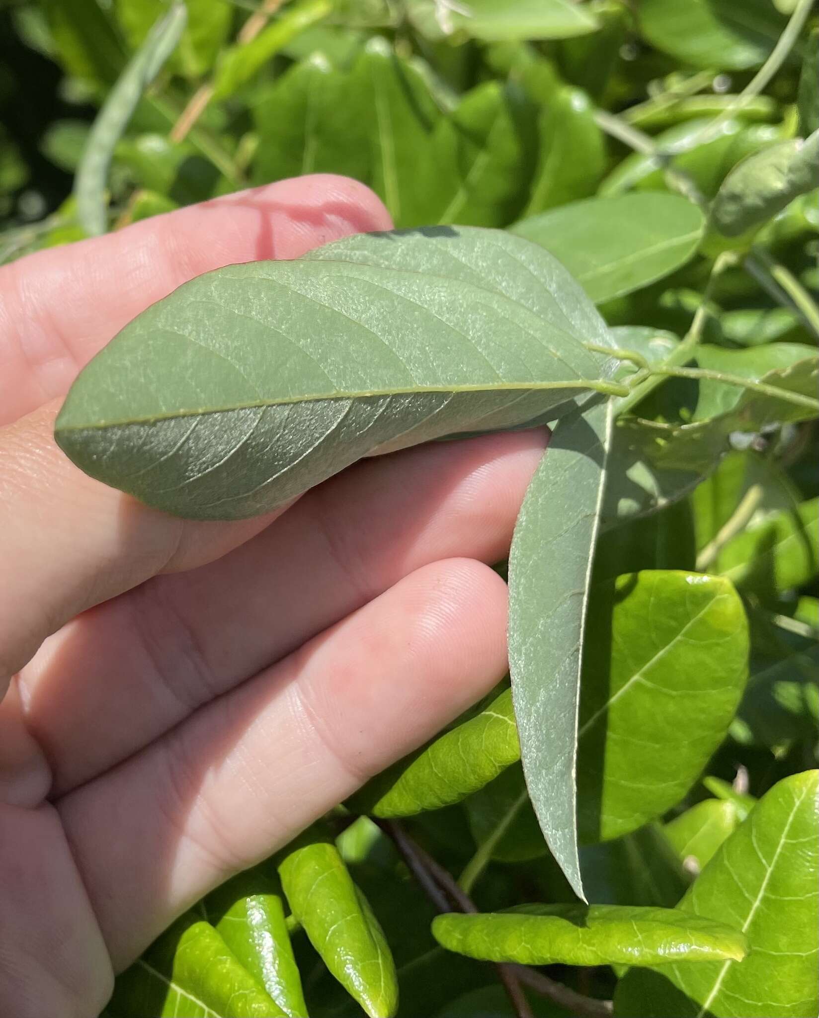 Image of Florida hammock milkpea