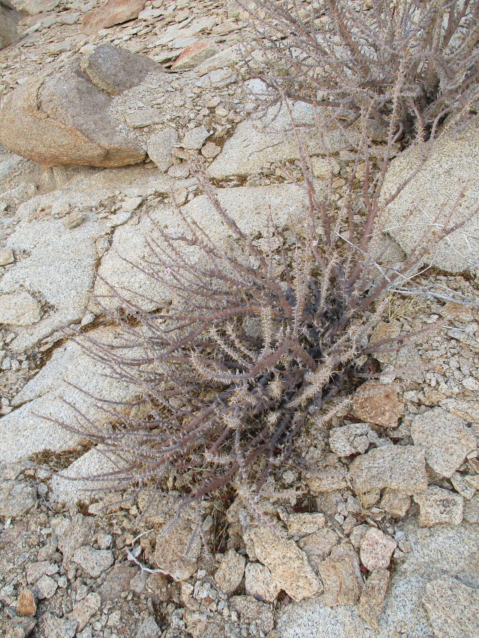 Image of Monsonia marlothii (Engl.) F. Albers