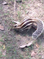 Image of Funambulus subgen. Prasadsciurus Moore & Tate 1965