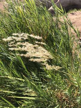 Imagem de Phragmites mauritianus Kunth