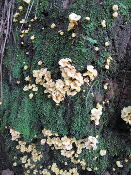 Image de Cantharellus wellingtonensis McNabb 1971