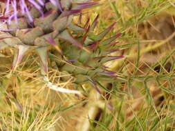 Слика од Cynara cardunculus subsp. cardunculus