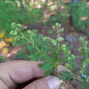 Image of Lachemilla sibbaldiifolia (Kunth) Rydb.