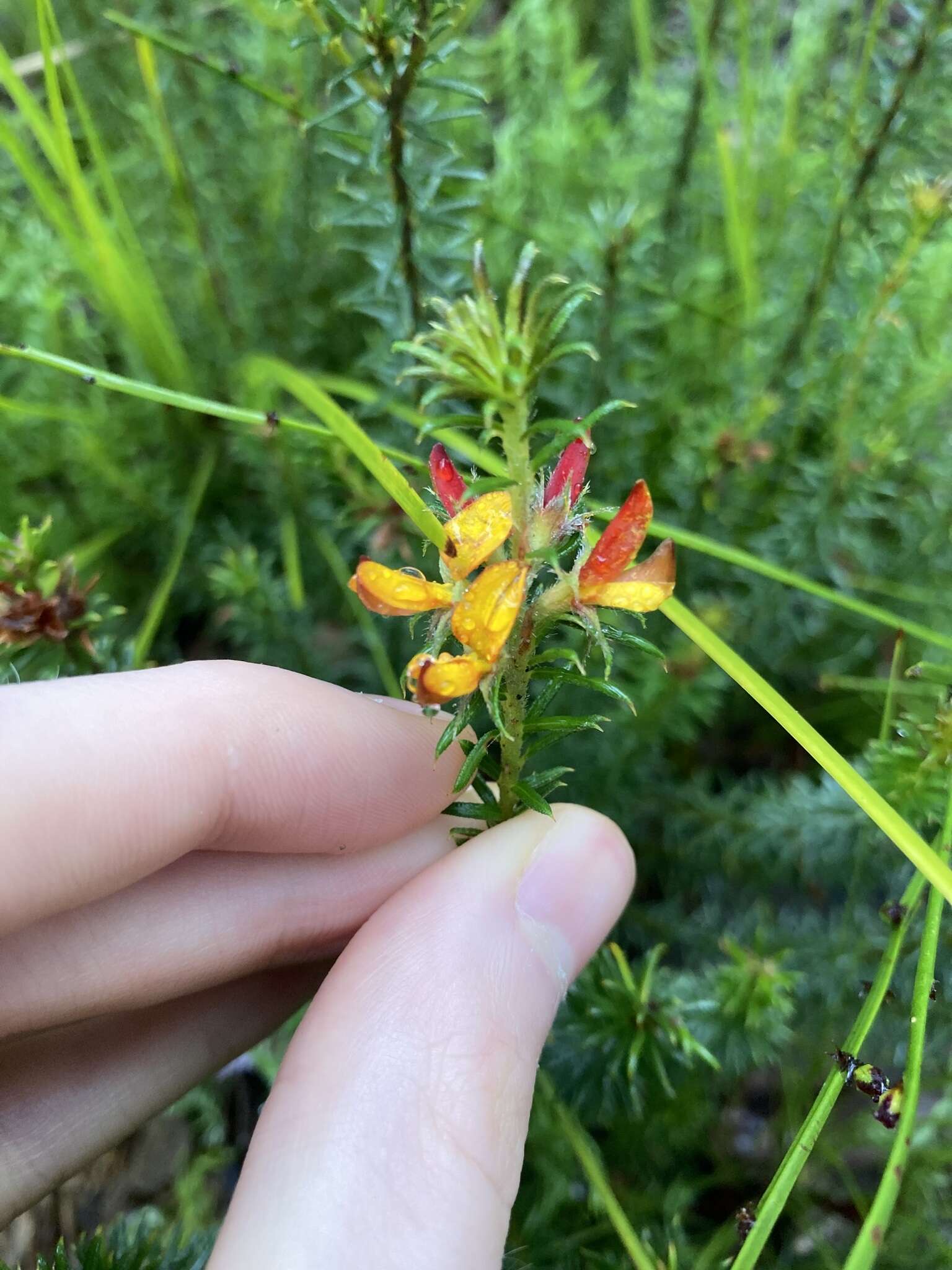 Imagem de Phyllota squarrosa (DC.) Benth.