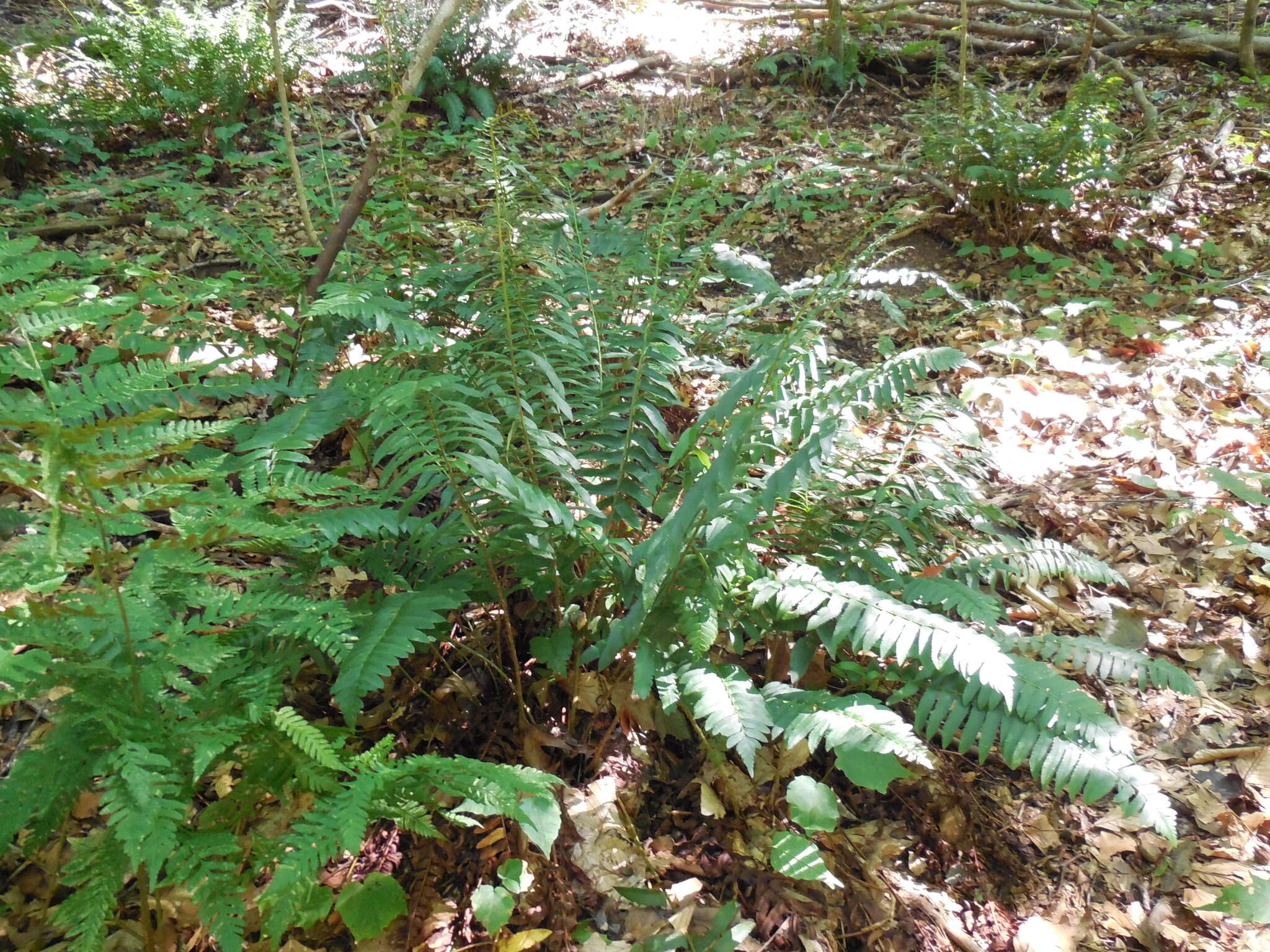 Plancia ëd Polystichum acrostichoides (Michx.) Schott